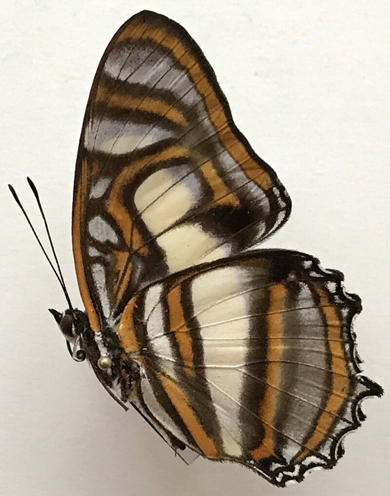 metamorpha_elissa_m_eq_v-standard.jpg