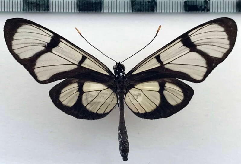 methona_confusa_confusa_m03_bol-standard.jpg