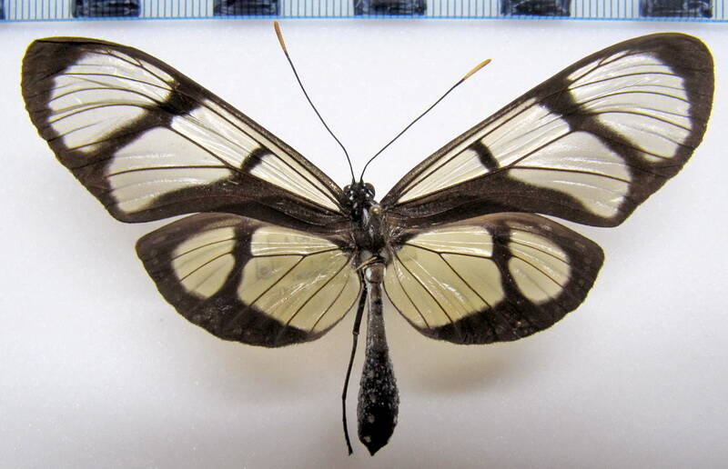 methona_confusa_confusa_m_bol-standard.jpg