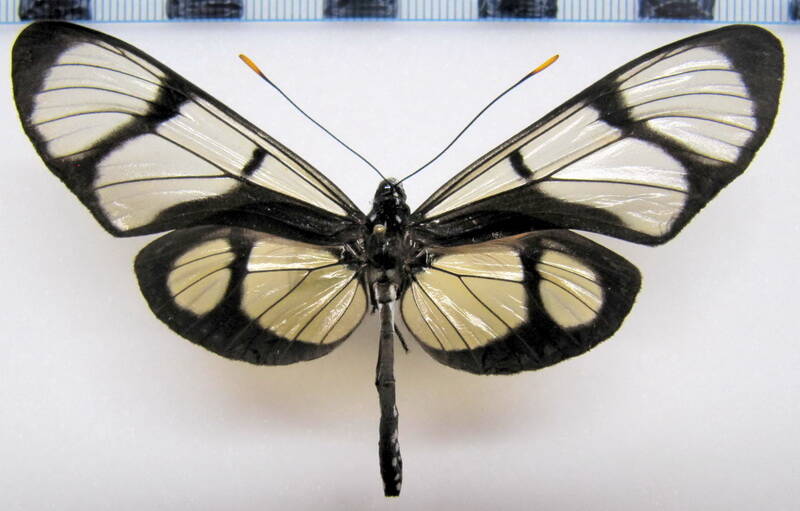 methona_confusa_confusa_m_perou-standard-vzehg6.jpg