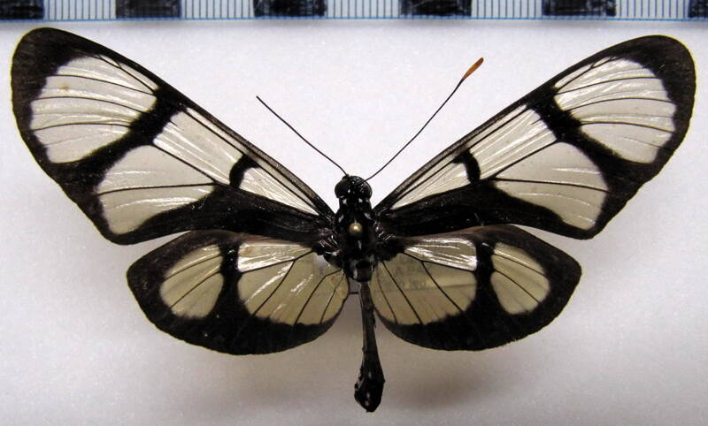 methona_confusa_m02_bol-standard.jpg