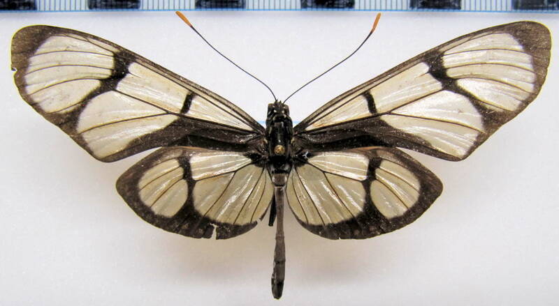 methona_confusa_psamathe_m_eq-standard.jpg