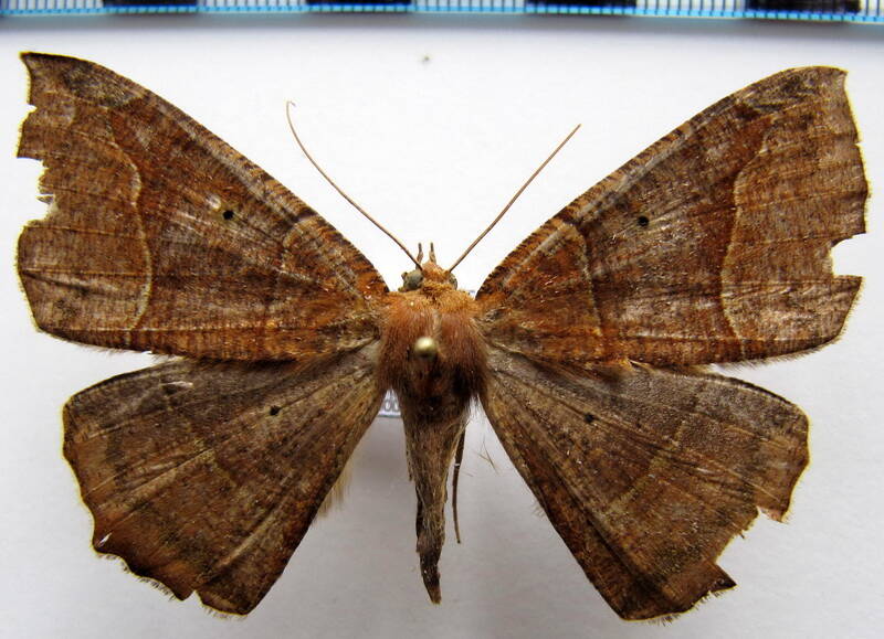 microgonia_rufaria_03_gf-standard.jpg