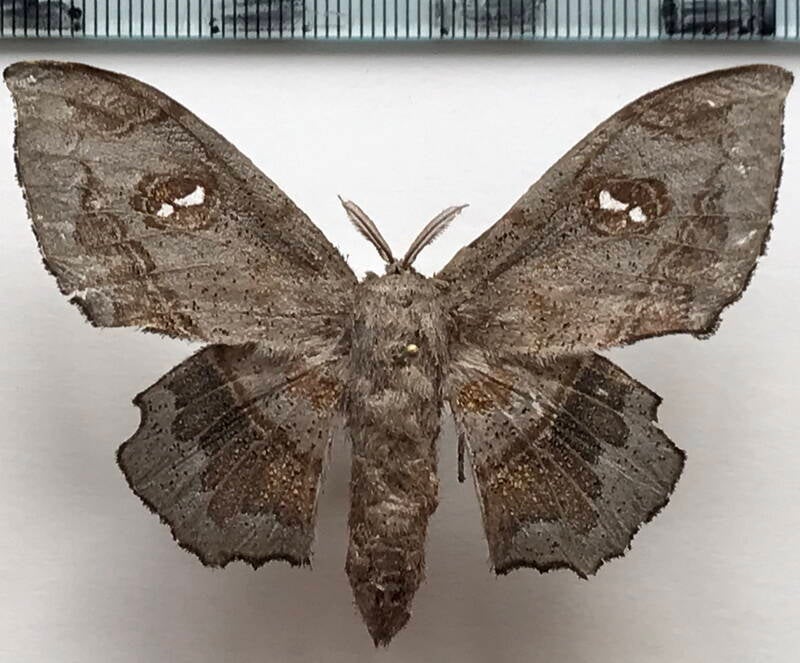 Mimallo_amilia_f_Equateur