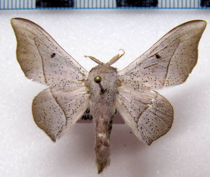 Mimallonidae-sp02-Equateur