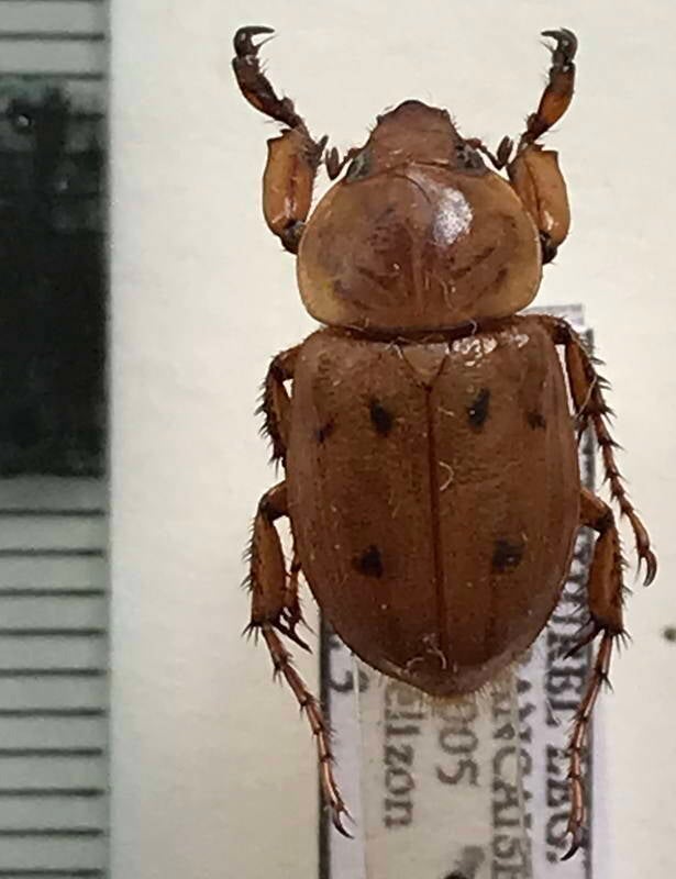 mimeoma_maculata_m_Guyane fr