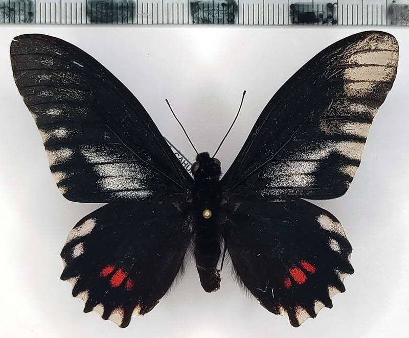 mimoides-euryleon_anatmus_m03_eq-standard.jpg