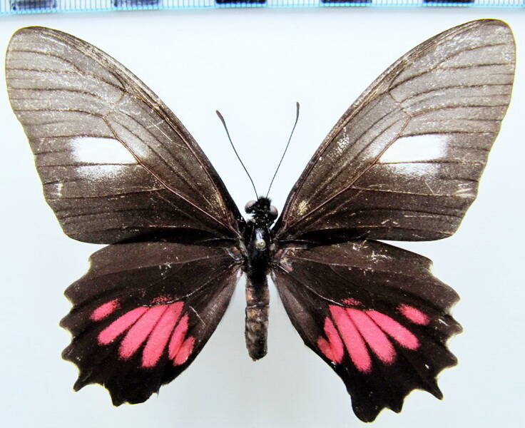 mimoides_ariarathes_ariarathes_f_bresil-standard.jpg
