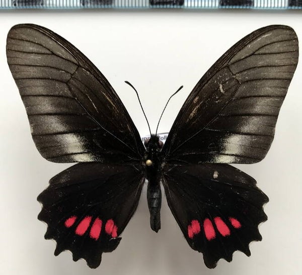 Mimoides ariarathes gayi mâle A1-  Equateur