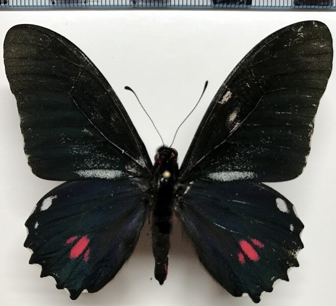 Mimoides euryleon anatmus mâle A1-  Equateur