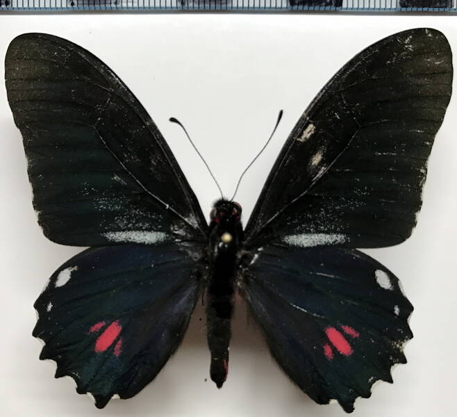 mimoides_euryleon_anatmus_m_eq-standard-iilf6v.jpg