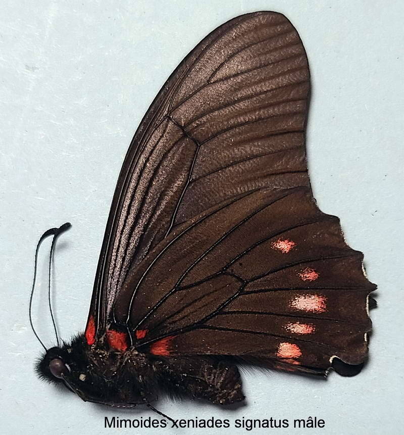 mimoides_xeniades_signatus_m_per_v-standard-qhfuix.jpg