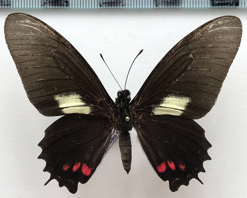 mimoides_xynias_trapeza_m02_eq-standard-prfd86.jpg