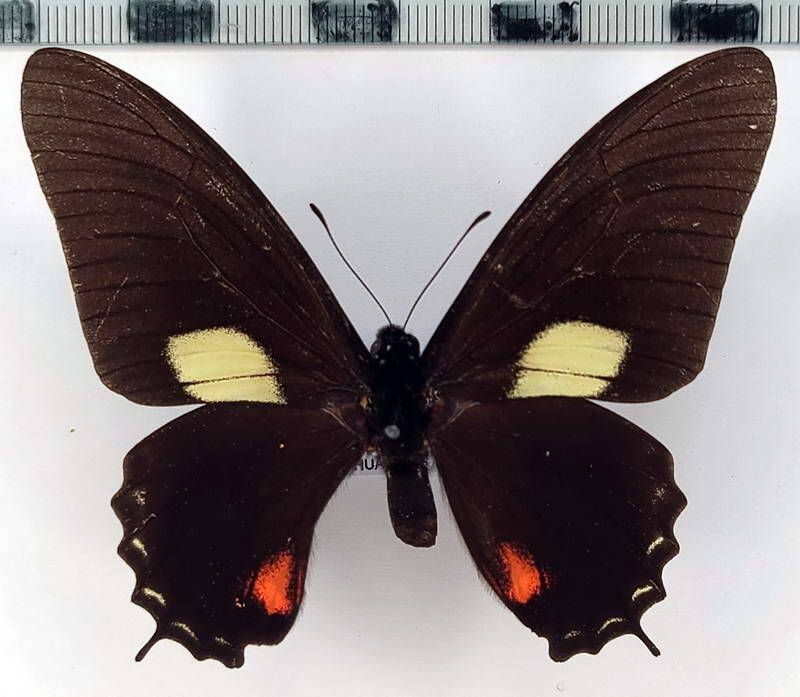 mimoides_xynias_trapeza_m_per-standard.jpg