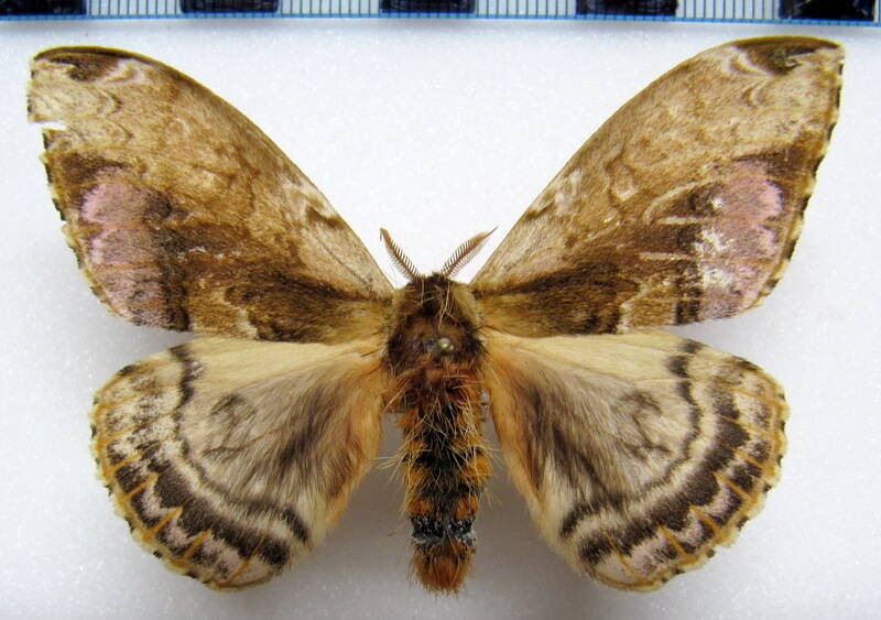 molippa_flavodiosiana_eq_m-standard-tpd1ez.jpg