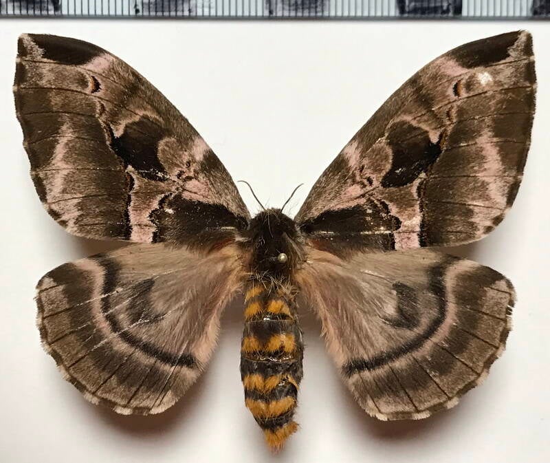 molippa_intermediata_f_eq-standard.jpg