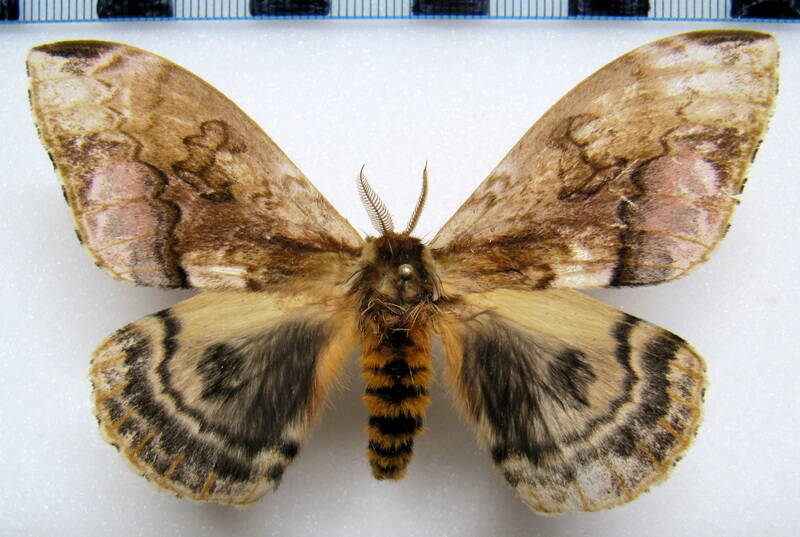 molippa_simillima_gf_m-standard-ejdofe.jpg