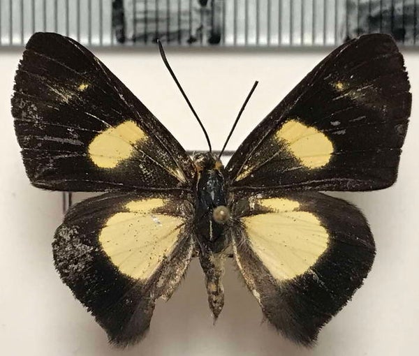 Monethe albertus mâle A1-  Equateur