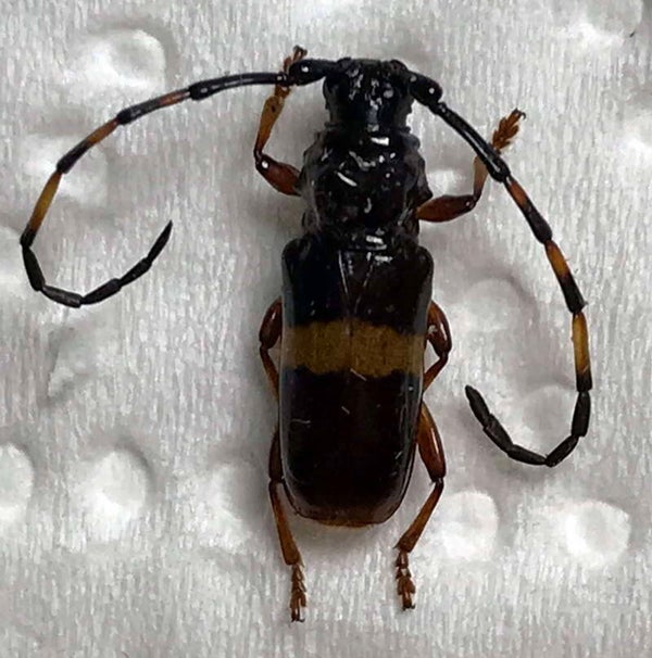 Moneellus rhodopus femelle  Guyane française