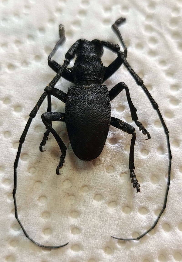 Morimus asper  Italie