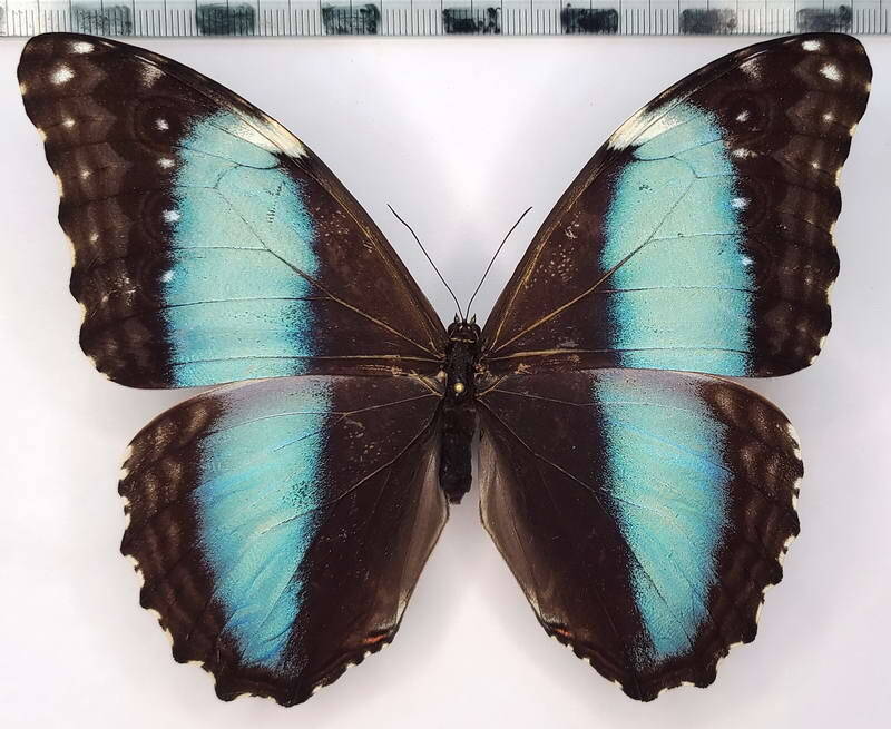 morpho-deidamia-mariae-f-per-standard-jp4p4x.jpg