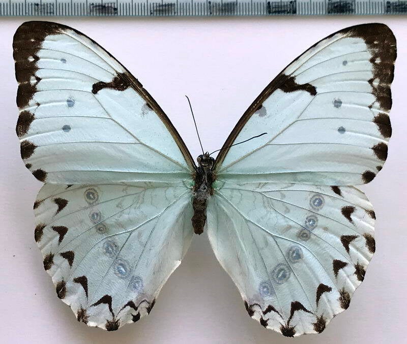 morpho-epistrophes_catenaria_f_br-standard.jpg