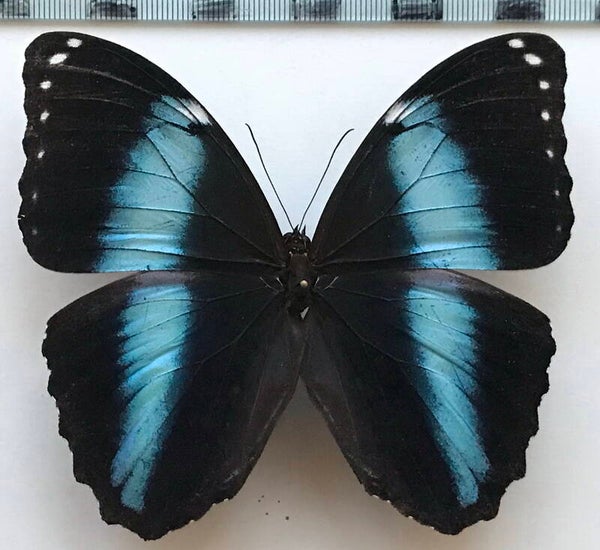 Morpho achilles achilles mâle A1- Guyane fr