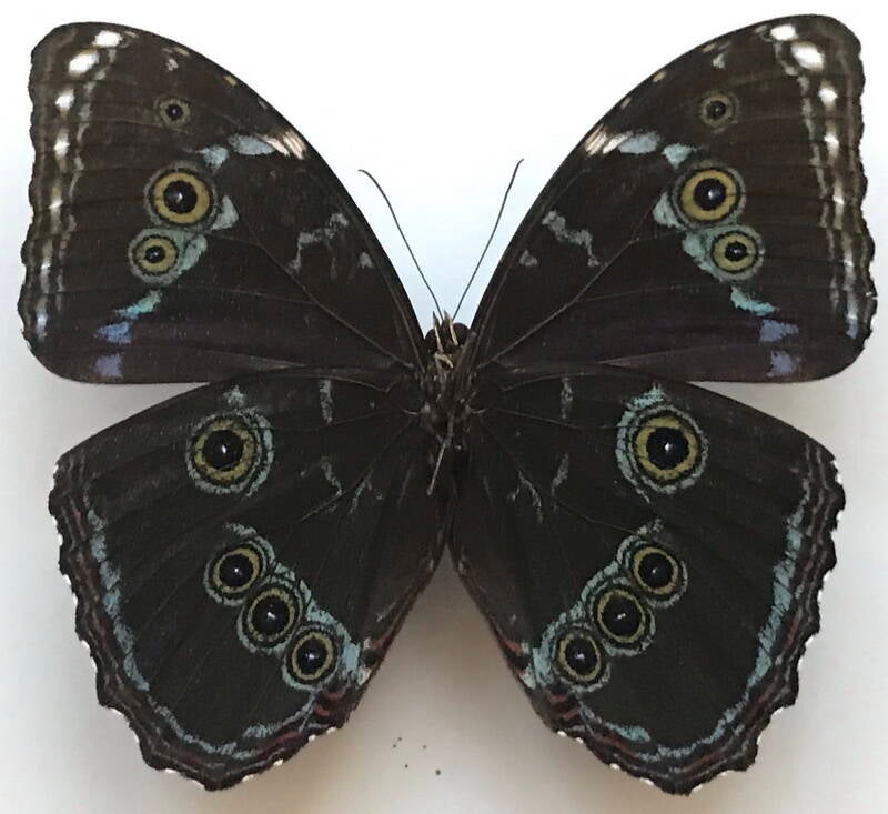 morpho_achilles_achilles_m_gf_v-standard.jpg