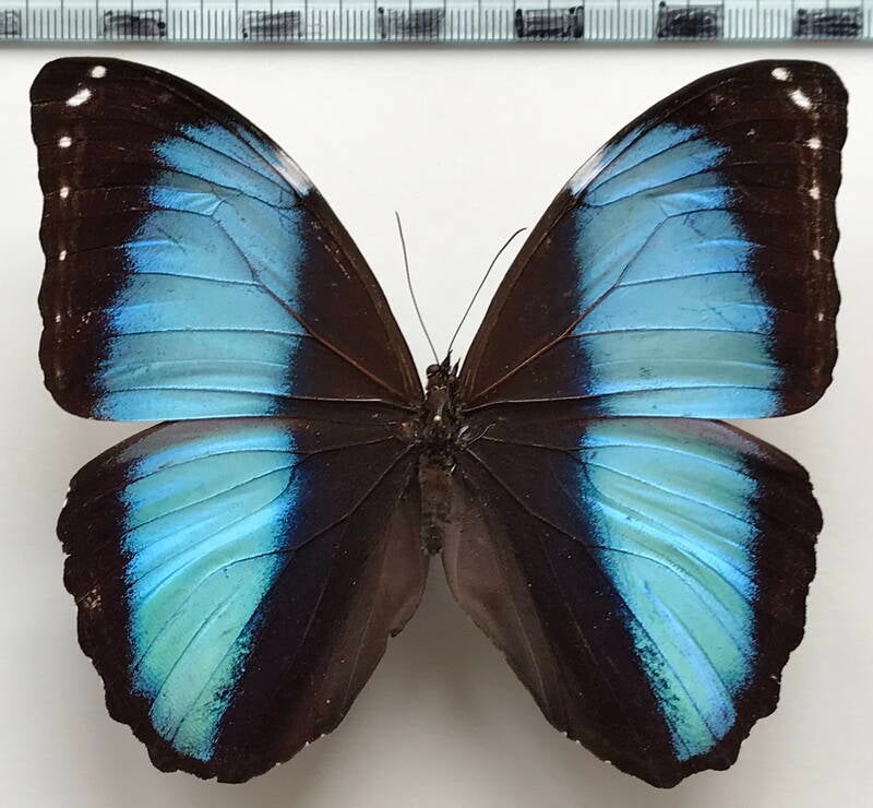 morpho_achilles_agamedes_m_per-standard.jpg