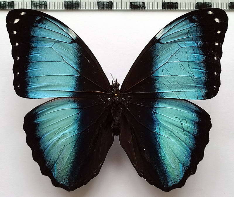 morpho_achilles_guaronos_m_vnz-standard.jpg