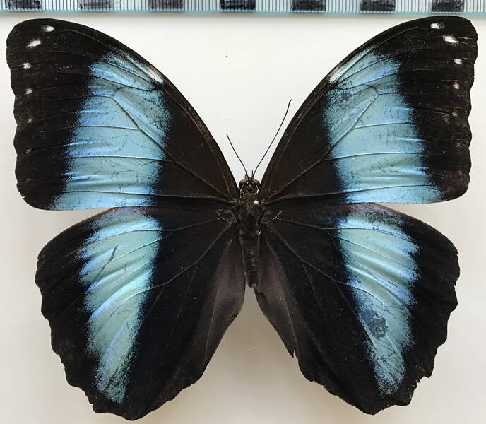 morpho_achilles_phokylides_m_eq-standard-sjunyj.jpg