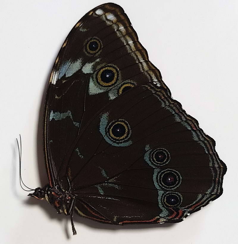 morpho_achilles_phokylides_m_per_v-standard-ne71qa.jpg
