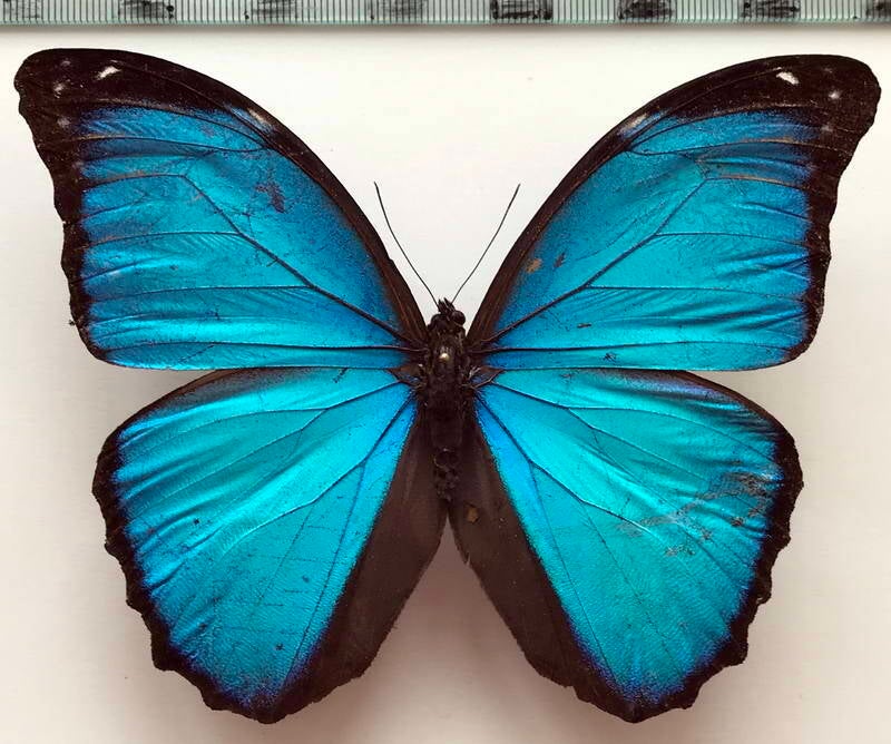 morpho_amathonte_ecuadorensis_m_eq-standard-y6h2ln.jpg