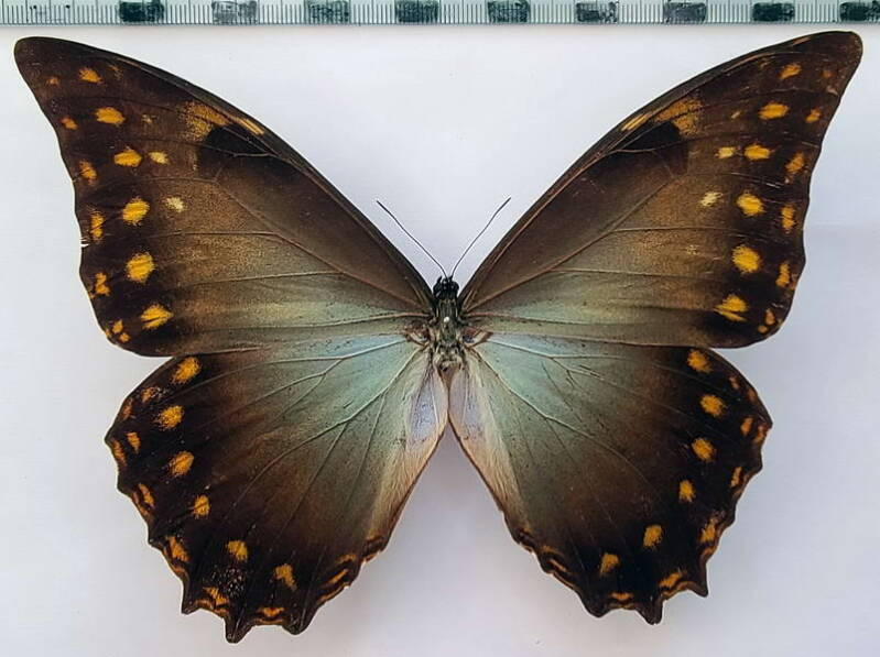 morpho_amphitryon_amphitryon_m_per-standard.jpg