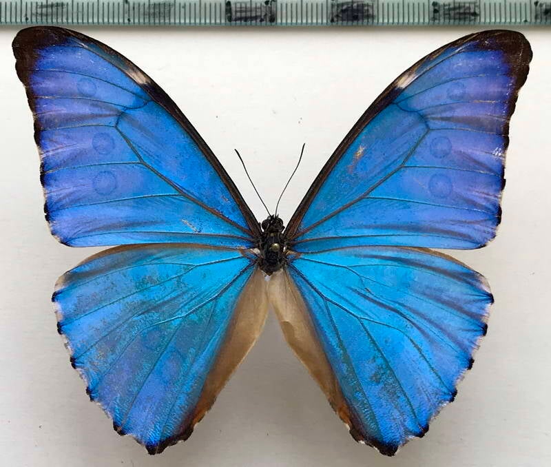 morpho_aurora_issidornis_m_per-standard.jpg