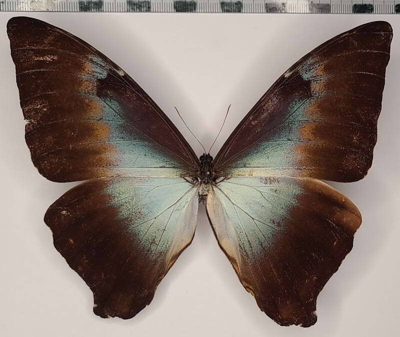 morpho_cisseis_gahua_m_per-standard-6xayzd.jpg