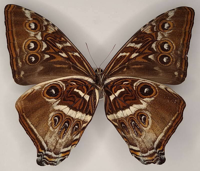 morpho_cisseis_gahua_m_per_v-standard-2pgcgl.jpg