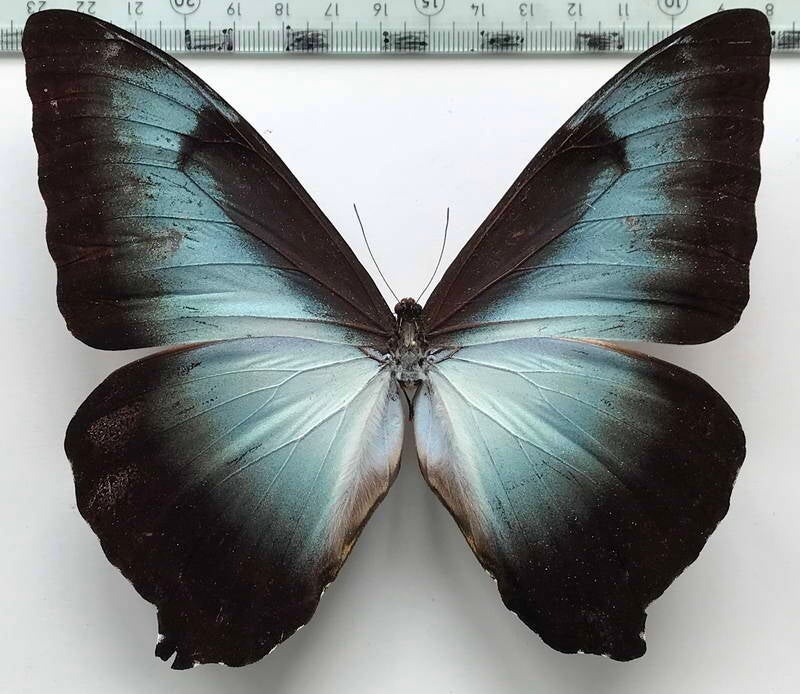 morpho_cisseis_phanodemus_m_eq-standard-bxo7g7.jpg