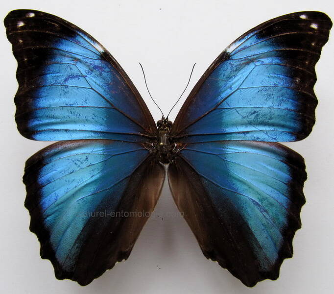 morpho_deidamia_beril-standard.jpg