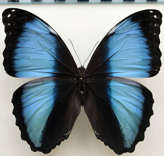morpho_deidamia_diomedes_m_eq-standard-y9apii.jpg