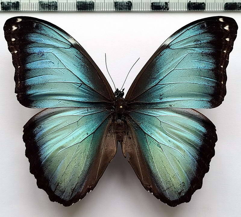 morpho_deidamia_mariae_f_per-standard-zxxbnv.jpg