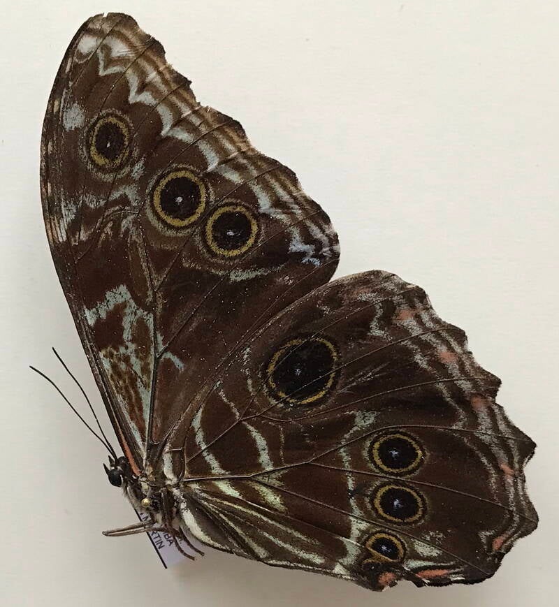 morpho_deidamia_mariae_m_eq_v-standard.jpg