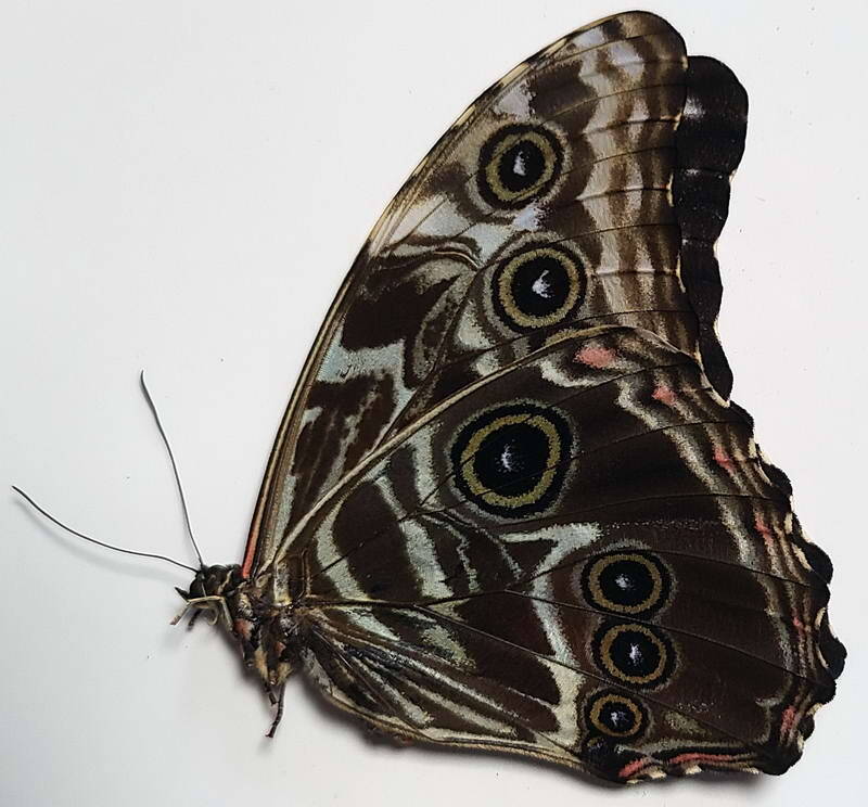 morpho_deidamia_mariae_m_per_v-standard-cneqla.jpg