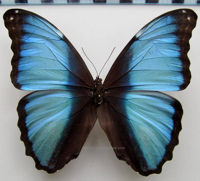 morpho_deidamia_pyrrhus_perou-standard.jpg