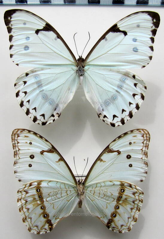 morpho_epistrophus_catenaria_bresil-standard.jpg