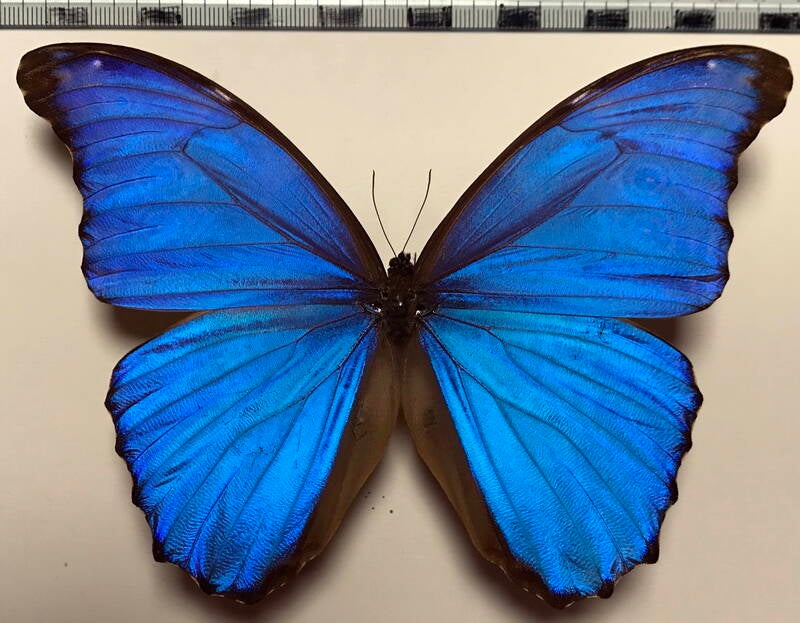 morpho_godartii_ssp_m_perou-standard-0rjrkn.jpg