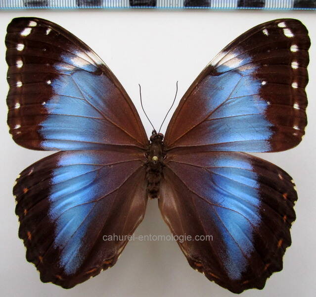 morpho_helenor_achillaena_bresil-standard.jpg