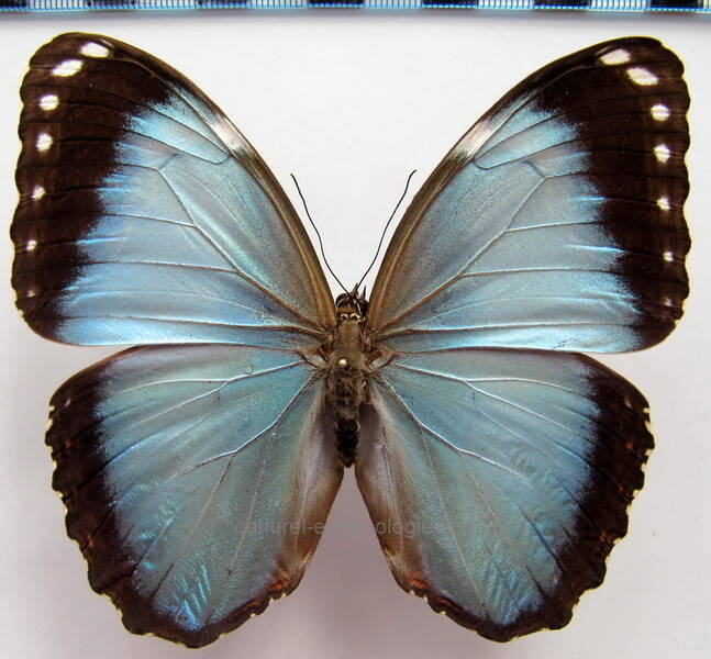 morpho_helenor_anakreon_m_bresil-standard.jpg