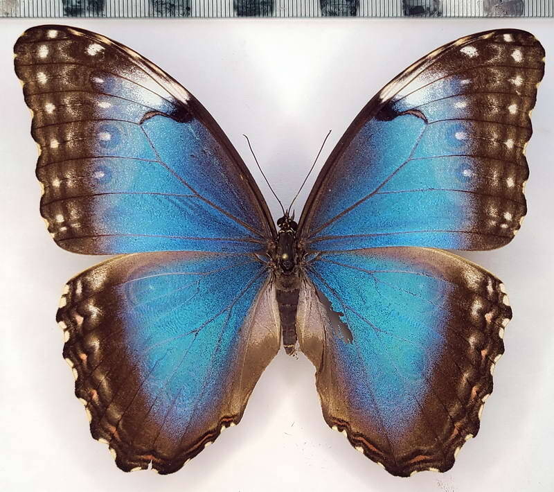 morpho_helenor_carillensis_f_cr-standard-fbksfu.jpg