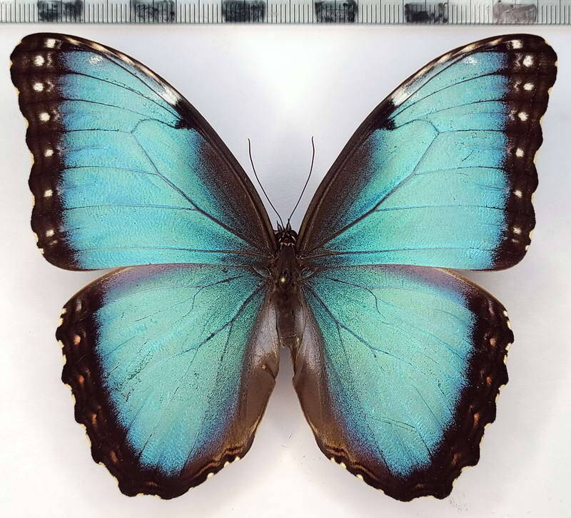 morpho_helenor_carillensis_m_cr-standard-siaomt.jpg